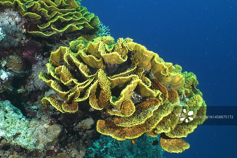 黄色沙拉珊瑚。潜水地点House Reef，红树林湾，El Quesir，红海，埃及图片素材