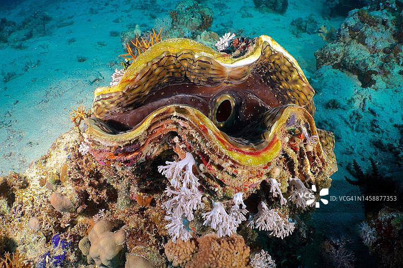 带槽的巨蛤(三角砗磲蛤)。潜水地点House Reef，红树林湾，El Quesir，红海，埃及图片素材