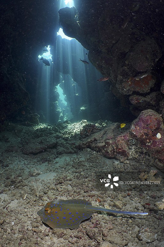 洞穴中的蓝斑带尾鳐(Taeniura lyma)，阳光照射，光线显示。埃及红海沙姆沙伊姆潜水地点图片素材