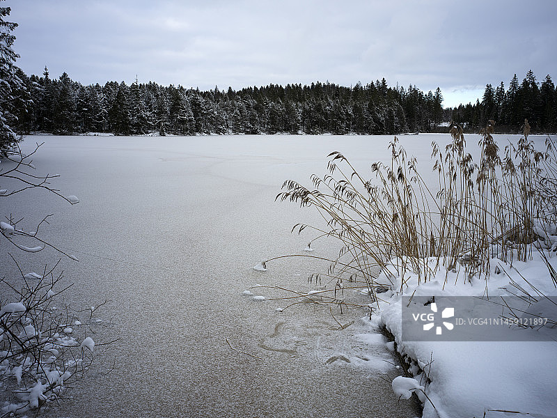 Frozen Etang de la Gruère lake and tree and reed plant in winter图片素材