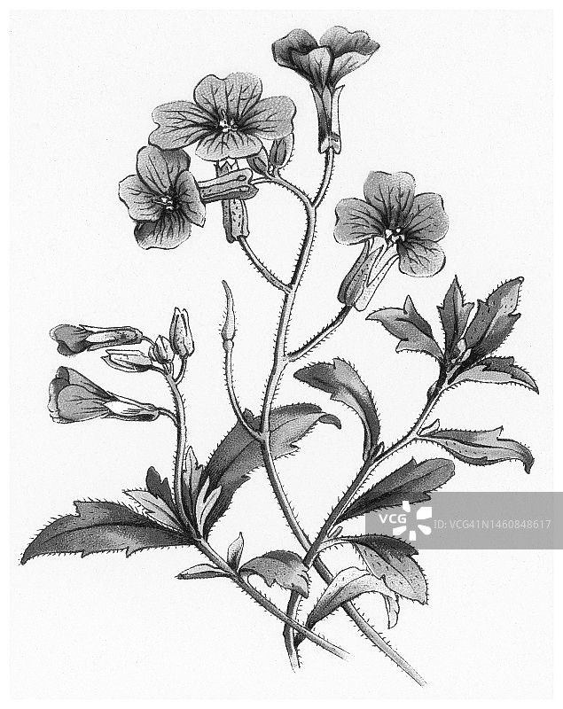 植物学、紫丁香、紫岩水芹和彩虹水芹(Aubrieta deltoidea)的旧色版图解图片素材
