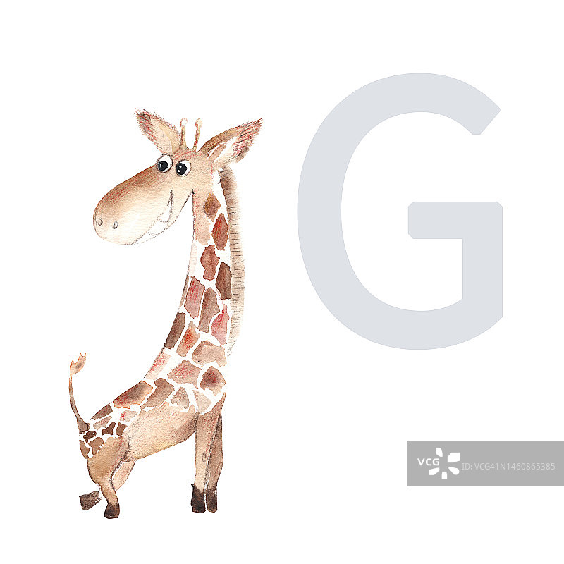 字母G，长颈鹿，可爱的孩子彩色动物ABC字母表。水彩插图孤立的白色背景。图片素材