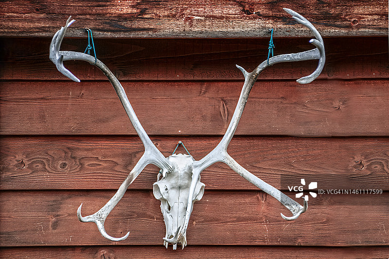 不寻常的麋鹿头骨和分叉的鹿角悬挂在乡村木建筑外图片素材