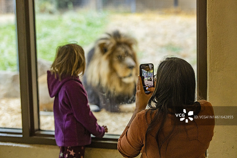 母亲和女儿(6-7)在博伊西动物园拍摄非洲狮图片素材