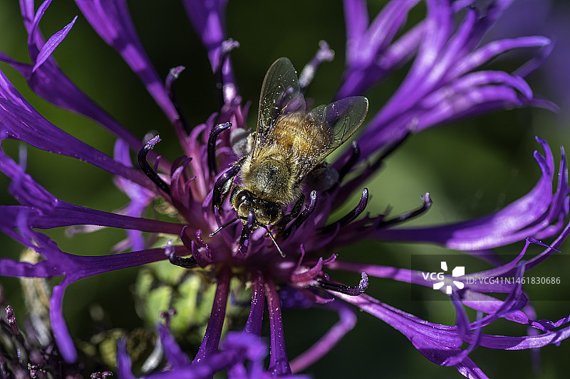 蜜蜂在矢车菊花上图片素材