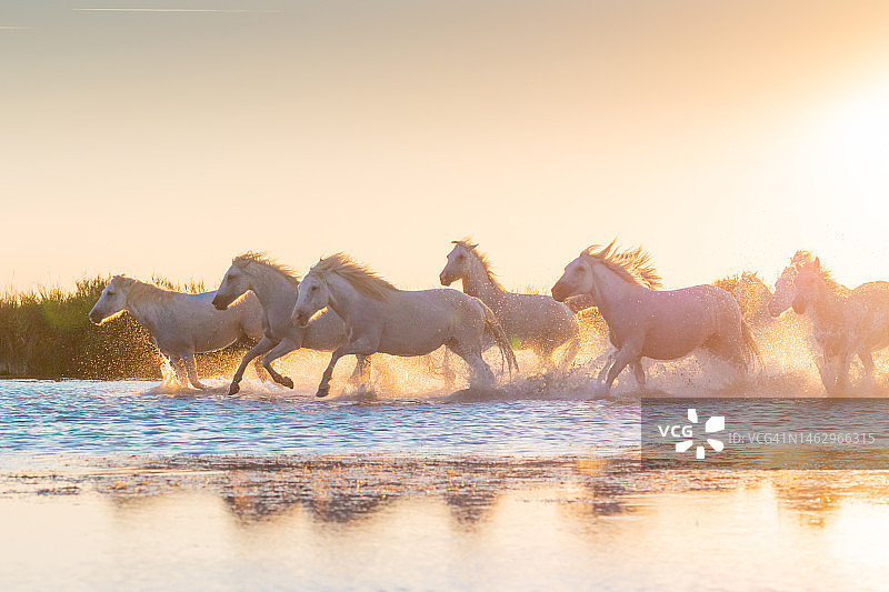 在田园诗般的日落期间，卡马尔格的野生白马在水中奔跑。图片素材