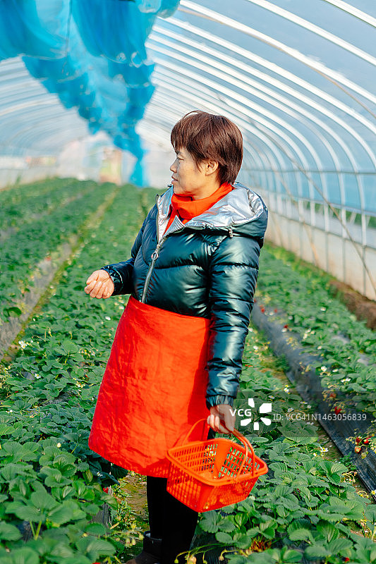 一位亚洲农妇在温室里种草莓图片素材