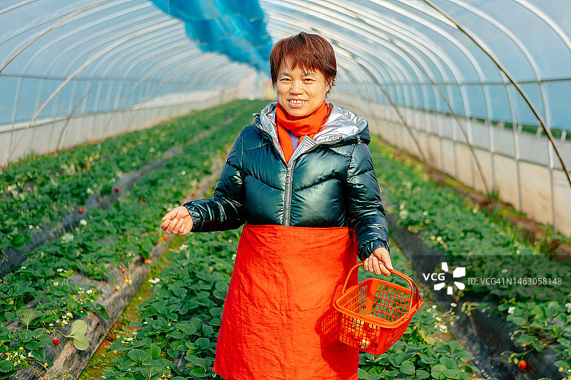 温室里的草莓多得很，亚洲农妇们都很开心——这是家庭工作和生活的快乐图片素材