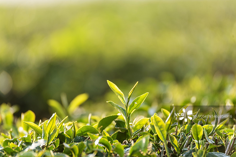 山茶树有机农场的绿茶树。早晨，在草本农场的植物背景下，接近新鲜的茶树种植园图片素材