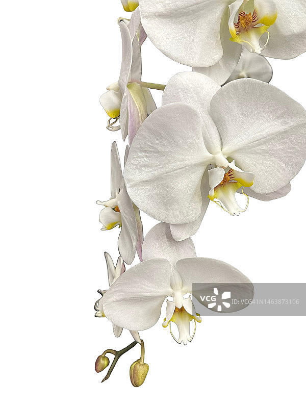 白色背景上的白色兰花图片素材
