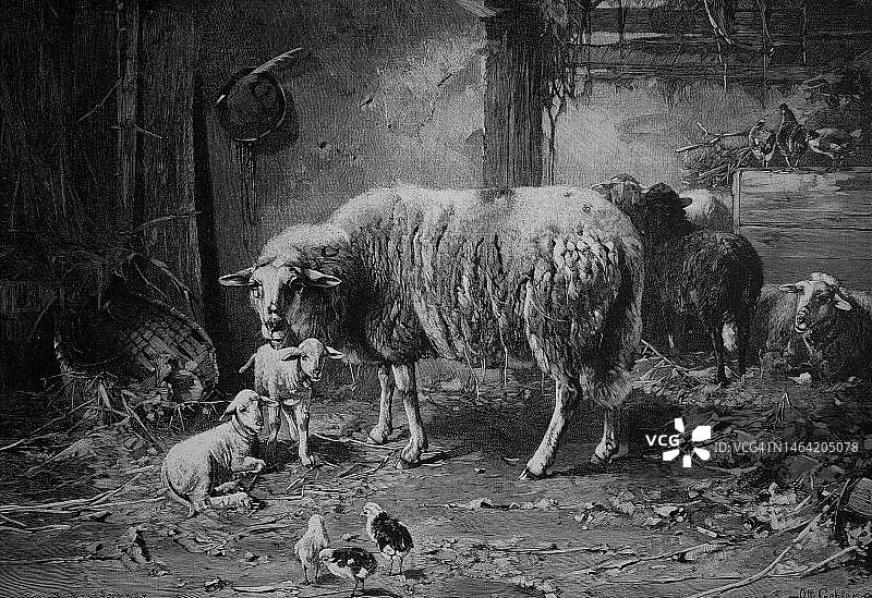 查看动物马厩的羊和鸡，小鸡，农场大约1880年，德国，历史性的，数字修复的19世纪原始绘画的复制品图片素材