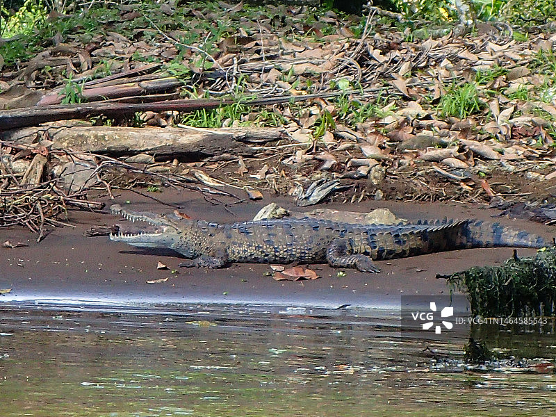 美洲鳄（Crocodylus acutus）图片素材