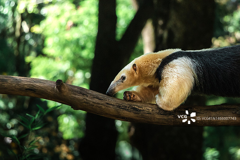 松鼠在树上的特写，巴西图片素材