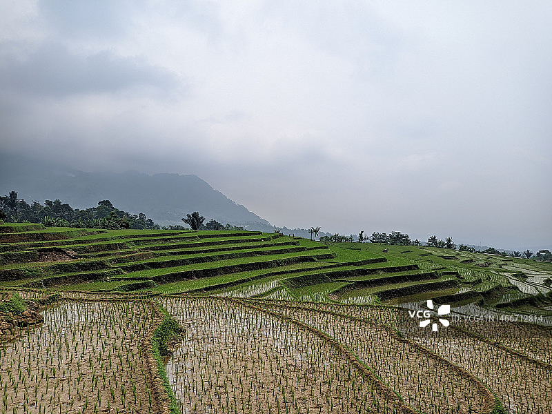 风景优美的农业领域的天空，印度尼西亚图片素材