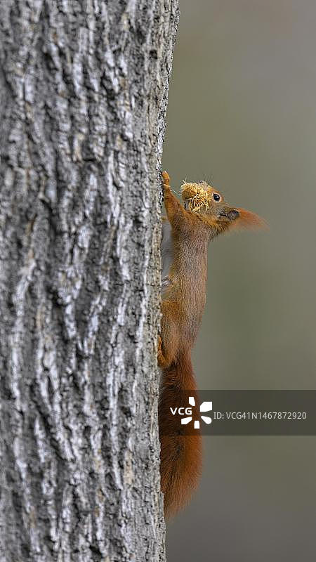 欧亚红松鼠(Sciurus vulgaris)，爬上树干，口含干草，德国巴登-符腾堡州斯图加特的罗森斯坦帕克图片素材