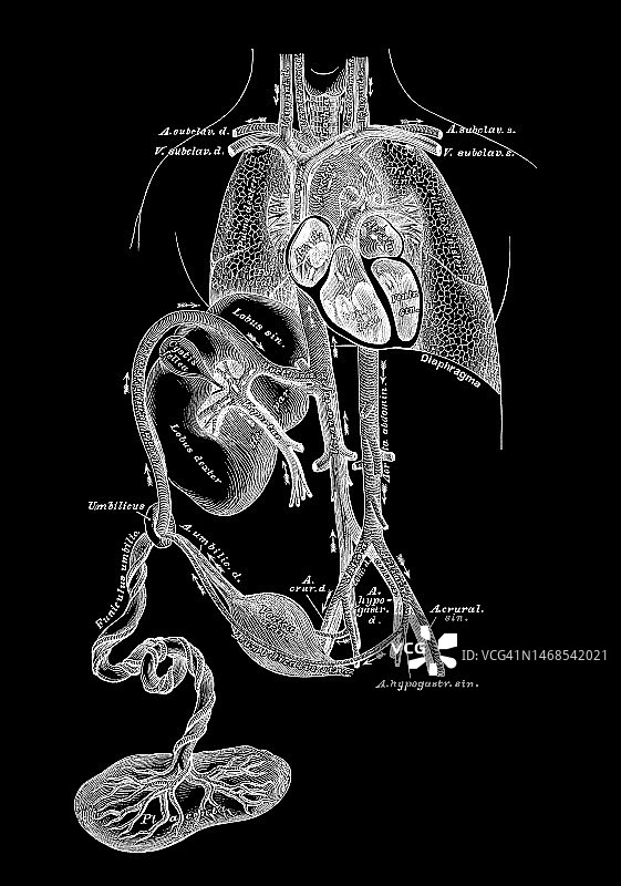 古老的胎儿循环雕刻插图-血液循环在胎儿和新生儿图片素材