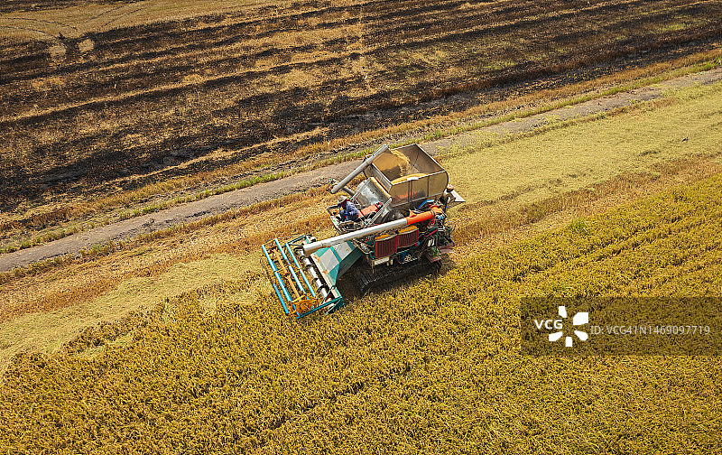鸟瞰图联合收割机在稻田上工作。食品或涉农工业概念背景。图片素材