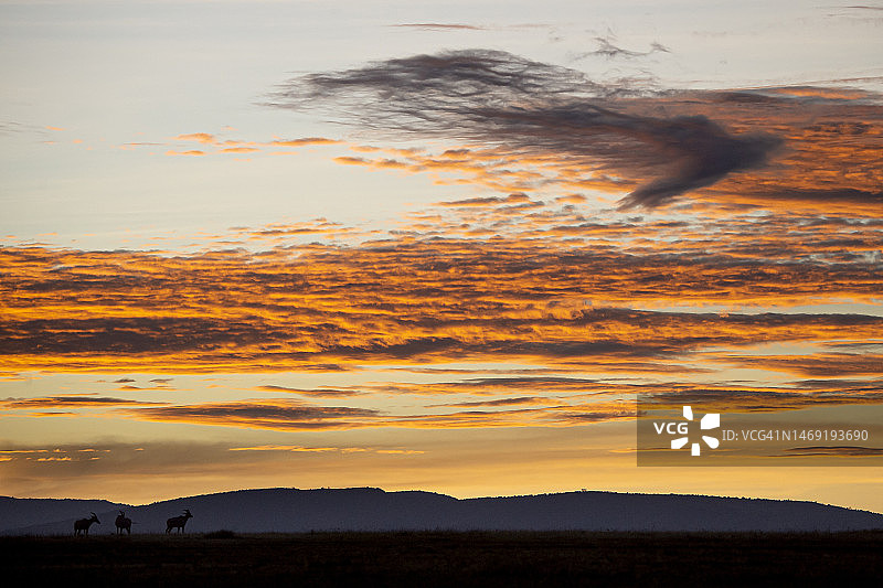 马赛马拉国家保护区大草原上的日落图片素材
