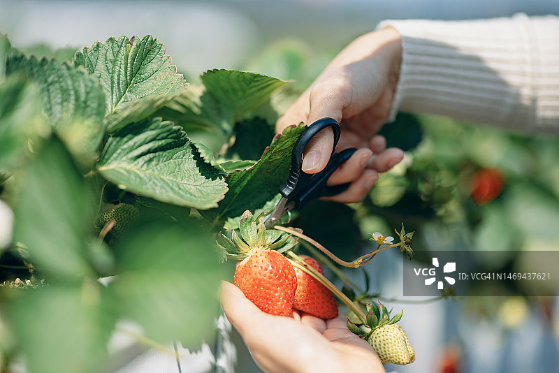 亚洲妇女站在有机农场体验采摘草莓，享受轻松的旅行时光图片素材