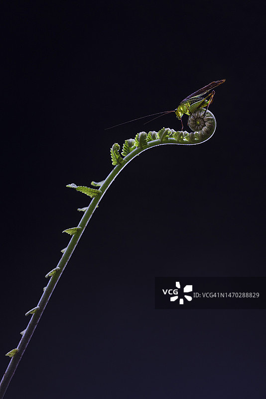 黑色背景下的植物特写，Ketambe，印度尼西亚图片素材