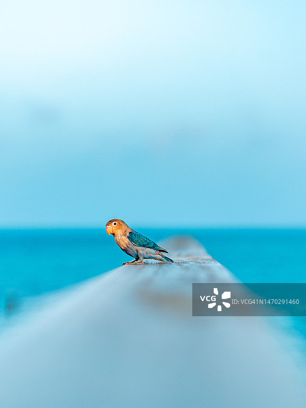 马尔代夫，鸟类栖息在海上的特写镜头图片素材