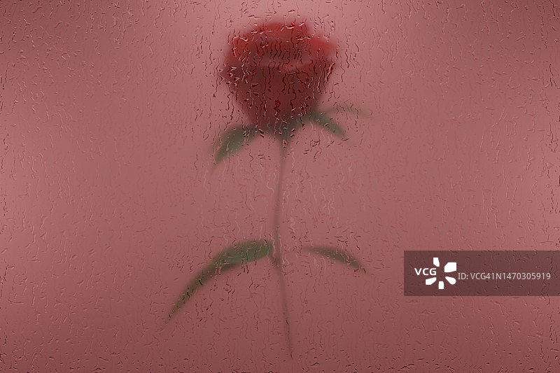 湿窗后美丽的玫瑰。图片素材