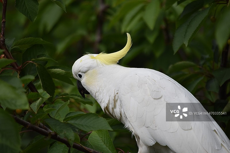 特写的凤头鹦鹉栖息在树上，墨尔本，维多利亚，澳大利亚图片素材