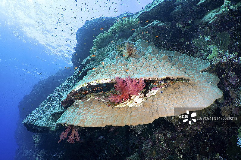 山地珊瑚(Porites lutea)，代达罗斯礁潜水地点，埃及，红海图片素材