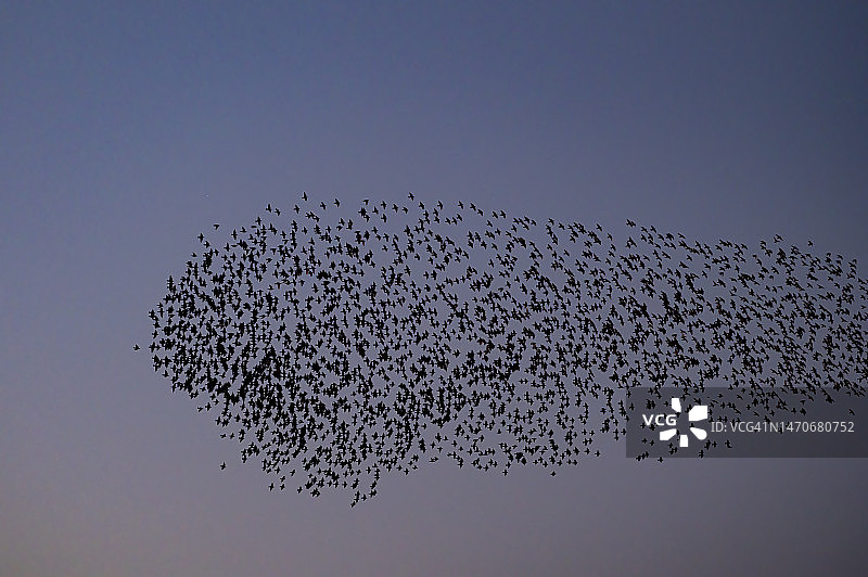 日落时分，椋鸟与天空中飞翔的鸟儿喃喃低语图片素材