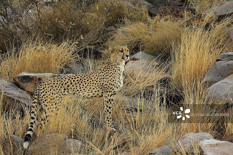 猎豹(Acinonyx jubatus)，成年，警觉，茨瓦鲁野生动物保护区，卡拉哈里，北开普，南非图片素材