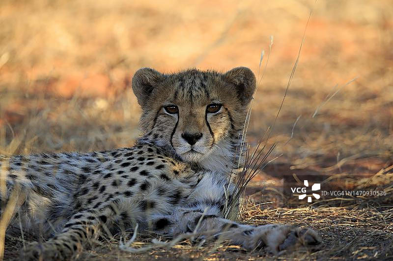 猎豹(Acinonyx jubatus)，成年，休息，肖像，茨瓦鲁野生动物保护区，卡拉哈里，北开普，南非图片素材