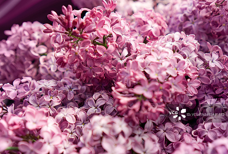 丁香花特写。紫丁香寻常的。春节背景为国际妇女节、母亲节、生日图片素材