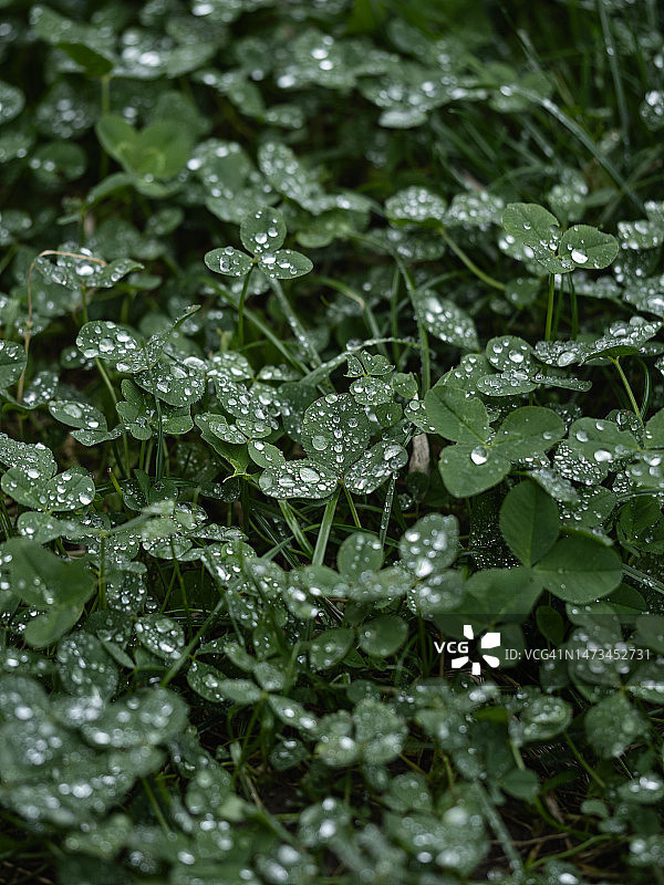 水珠在三叶草叶子特写，深绿色自然背景与湿植物图片素材