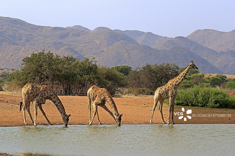 南部长颈鹿(Giraffa camelopardalis Giraffa)，成年，在水里，饮水，水坑，群，茨瓦鲁野生动物保护区，卡拉哈里，南非北开普图片素材