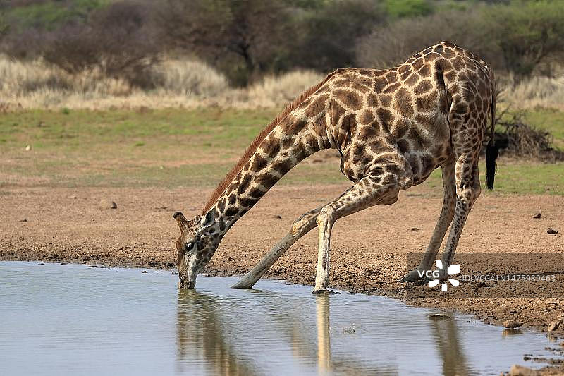 南部长颈鹿(Giraffa camelopardalis Giraffa)，成年，在水边，饮水，水坑，茨瓦鲁野生动物保护区，卡拉哈里，北开普，南非图片素材