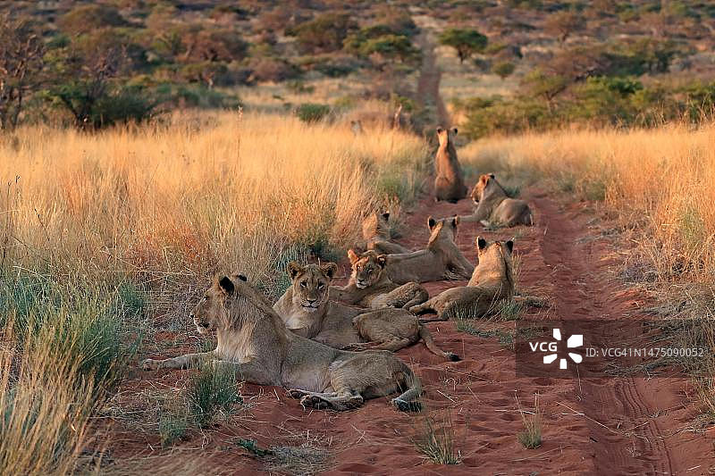 狮子(Panthera leo)，成年，雌性，群体，警觉，休息，茨瓦鲁野生动物保护区，卡拉哈里，北开普，南非图片素材