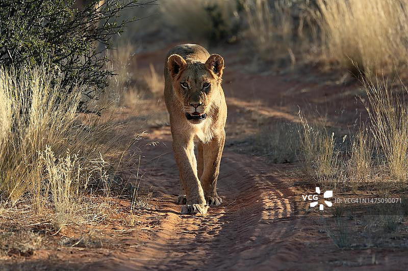 狮子(Panthera leo)，成年，雌性，警觉，奔跑，南非北开普喀拉哈里岛茨瓦鲁野生动物保护区图片素材