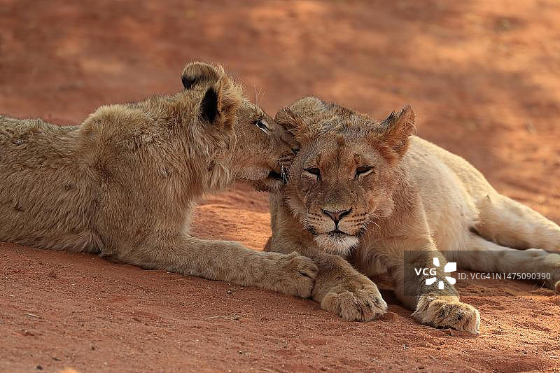 狮子，两只幼崽，社会行为，兄弟姐妹，茨瓦鲁野生动物保护区，卡拉哈里，北开普，南非图片素材