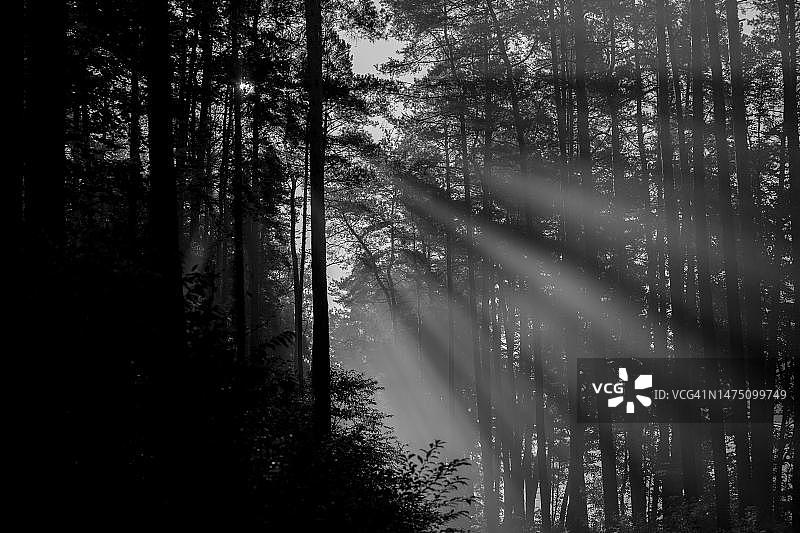 美丽的晨光照亮了森林的道路。波兰,波兰图片素材