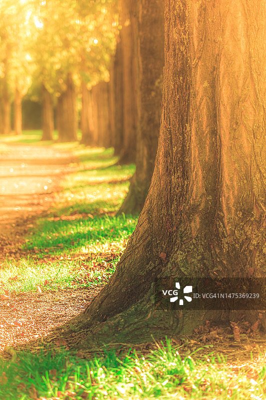 山毛榉林荫道上的绿色树叶在阳光下闪闪发光图片素材