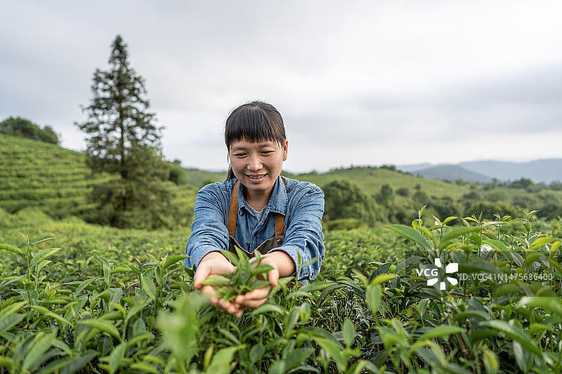 一位女农民在茶园里展示她亲手采摘的茶叶图片素材