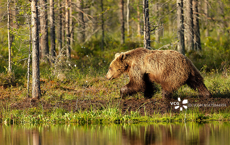 一只欧亚棕熊在森林里的池塘边散步图片素材