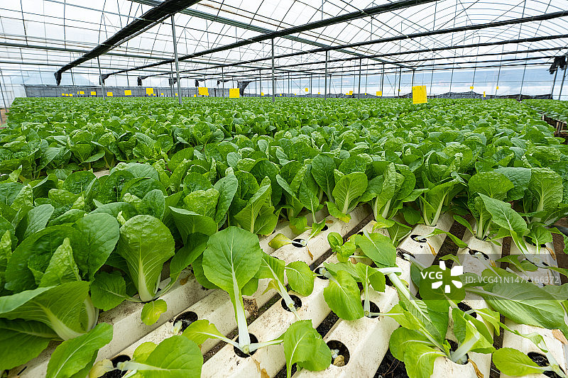 自动化温室里水培蔬菜的特写图片素材