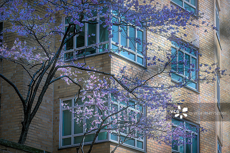 纽约曼哈顿哥伦布圈59街附近百老汇公寓大楼旁的樱花树。图片素材