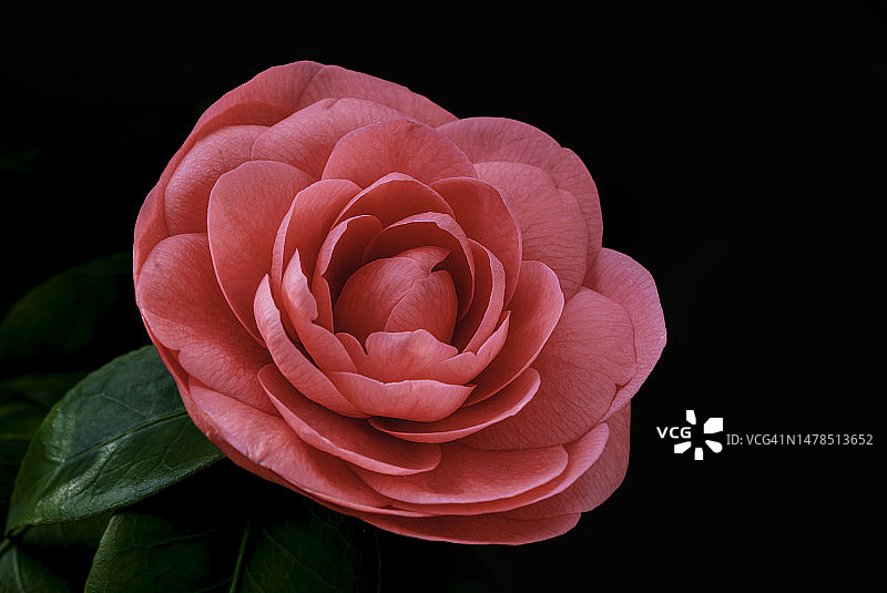 粉红色山茶花的特写对黑色背景，土耳其图片素材