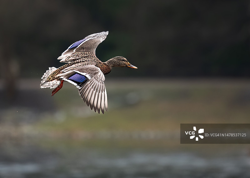 波兰华沙，鸭子飞过湖面的特写镜头图片素材