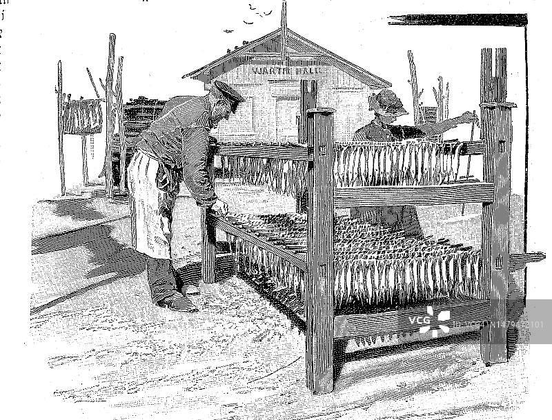 捕鱼，加工鱼，这里在烟熏前晾干，1880年，基尔，德国，历史性的，原始19世纪图案的数字修复复制品，确切的原始日期未知图片素材