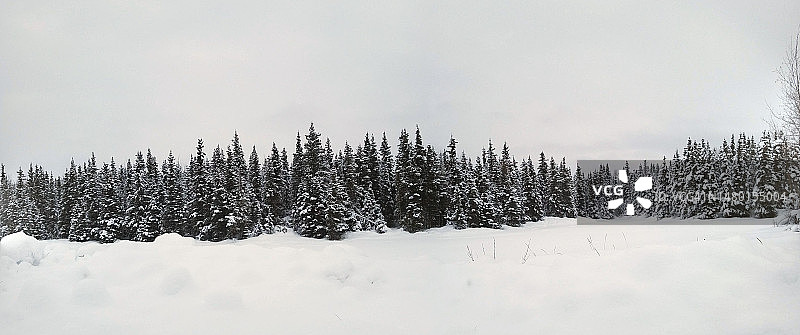 树木在白雪覆盖的田野上对着天空，阿拉斯加，美国，美国图片素材