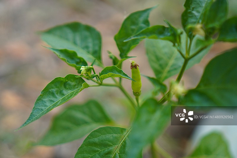 绿色的泰国辣椒，在自然背景下的花园中盛开的辣椒图片素材