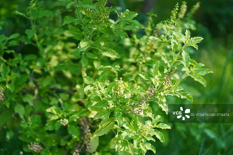 泰国圣罗勒(Ocimum tenuflorum sanctum)或Tulsi kaphrao圣罗勒是一种直立的，叶子红色的蔬菜，在自然背景下盛开在花园中图片素材